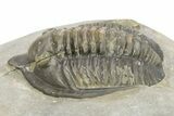 Diademaproetus Trilobite - Ofaten, Morocco #273382-2